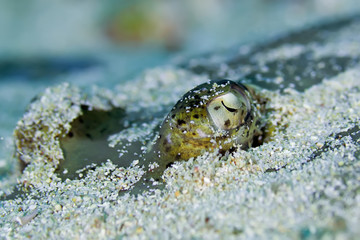 Close-up of a Blue spotted Stingray buried in the sand waiting for prey. Philippines.