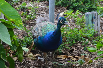 Obraz premium Peacock in the middle of the nature
