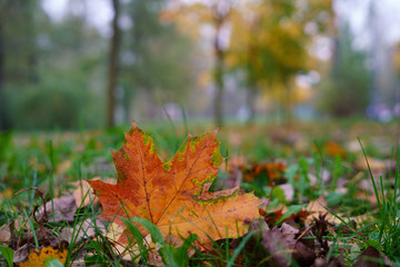 Colorful autumn leaf in the park
