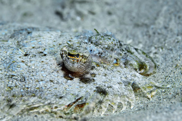 The flounder dug into the sand, searching for prey with its telescopic eyes. Philippines.