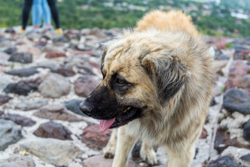 A dog on the top of Pyramid of the Sun, the largest ruins of the architecturally Mesoamerican pyramids  in Teotihuacan, an ancient Mesoamerican city located in a sub-valley of the Valley of Mexico