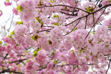 Background of pink cherry blossom