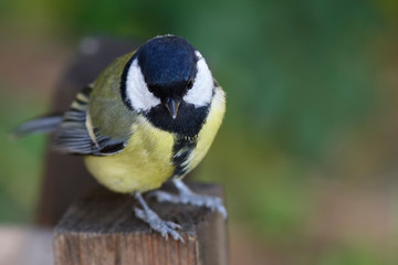 Grea tit on stump