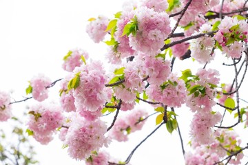 Pink cherry blossom in spring