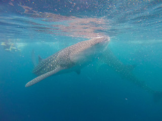 Whale Shark in Cebu, Philippines