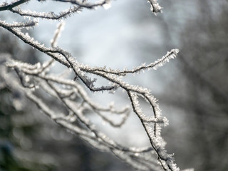 beautiful winter picture with white snow-covered tree in the middle of the field, sunny winter day