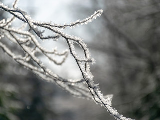 beautiful winter picture with white snow-covered tree in the middle of the field, sunny winter day