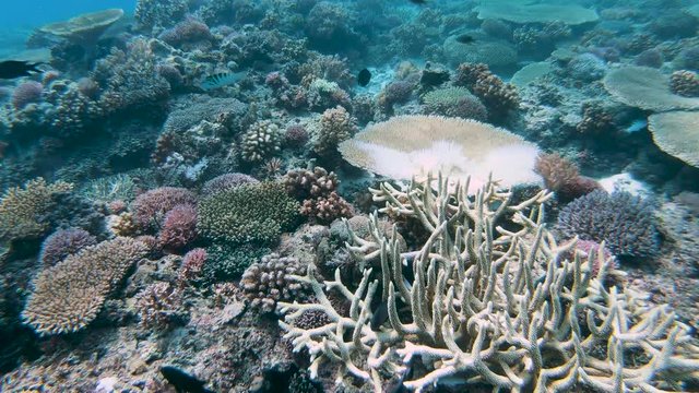Bleached and damaged coral on a tropical coral reef in Asia