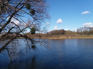 autumn.forest.trees.nature.landscape.