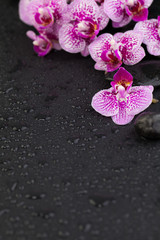 Flowers and black stones, zen background