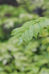 Beautiful natural background of green grass with dew and water drops
