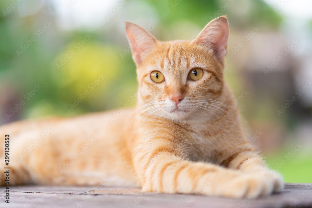 Wall mural Close-up of Ginger tabby cat lying and looking for something with the home garden background.