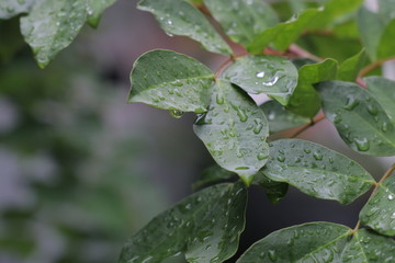 Beautiful natural background of green grass with dew and water drops