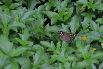 Butterfly flies over flowers. Butterfly closeup with beautiful wings.