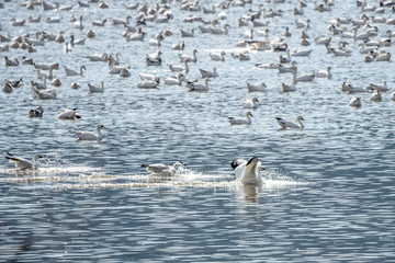 A large flock of Snow Geese rest and feed on a lake in Pennsylvania during the Spring migration.