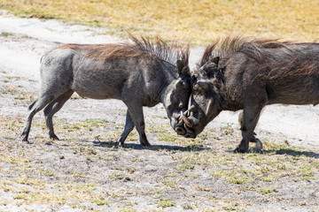 warthogs that fight for the territory in the African savannah, a funny animal similar to the wild boar with long tusks. Photography of wild nature and animals