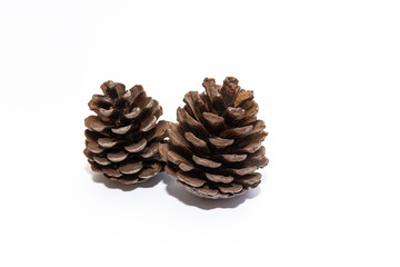 fir cones on a white background
