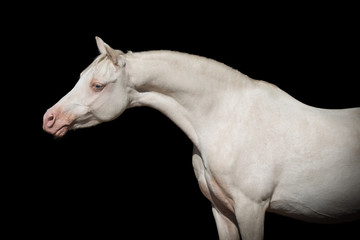 Fototapeta na wymiar Portrait of a beautiful white horse on black background isolated