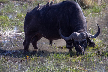 Water Buffalo in Africa close to a pod for drinking. Tourism safari in Botswana, game drive with a 4x4 in the savannah during the dry season, Wildlife photography of black african buffalo family
