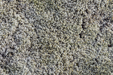 Close up picture of Icelandic moss as a background texture