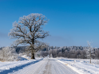 Obraz premium beautiful winter picture with white snow-covered tree in the middle of the field, sunny winter day