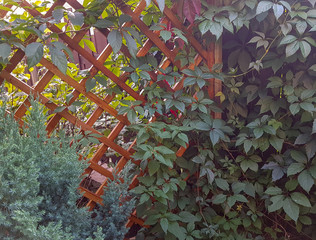 Greenery on the wall of a wooden trellised fence in the garden of a country house.