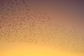 birds fly in the sunset sky, bird migration to warmer climes, blurred image