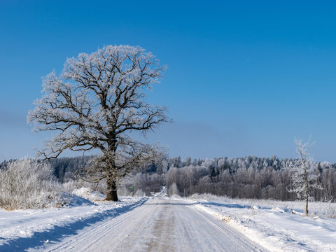 beautiful winter picture with white snow-covered tree in the middle of the field, sunny winter day