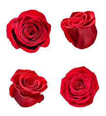 flower rose petal blosspm background