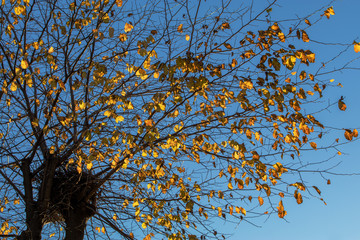 Fall foliage on a tree with bird nest