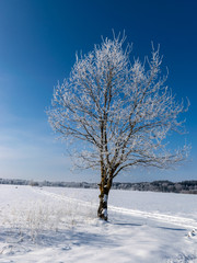 beautiful winter picture with white snow-covered tree in the middle of the field, sunny winter day