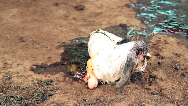cute of newborn goat with amniotic fluid lieing on the ground