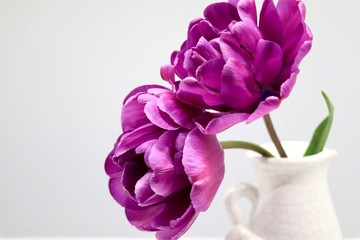 Two bashful double purple tulips in a white vase waiting for a valentine