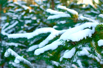 Green snowy frozen spruce branches