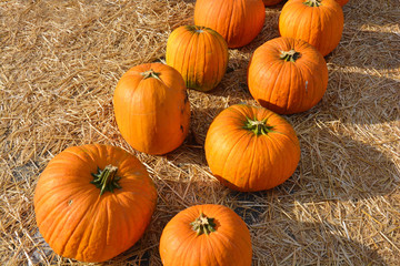 Arrangement of eight pumpkins