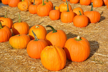 pumpkins on hay