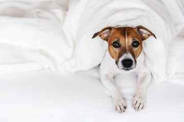 Cute dog Jack Russell Terrier lies on a white bed in a cozy bedroom.