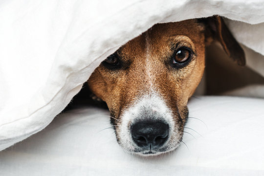 Cute dog Jack Russell Terrier peeking out from under blankets on a white bed.