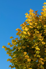 Yellow and green foliage against blue sky