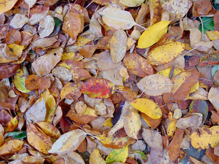 Autumn leaves: yellow, green, brown, red close-up.