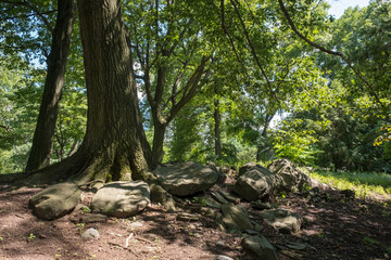 Many centennial big trees in a large urban park