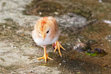 Little young chick running on the wet stone floor