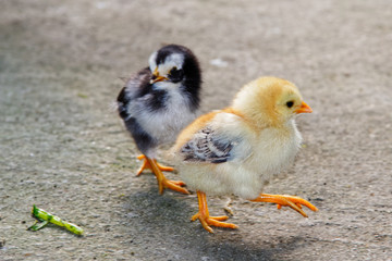 Two little young chicks walking on a stone floor