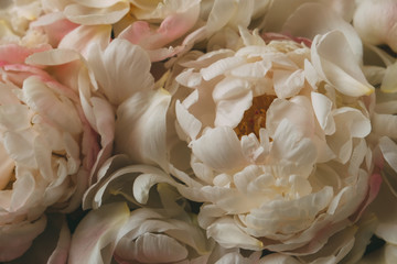 Close up of beautiful fresh peony flowers in bloom. Floral texture for background.