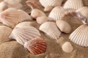 Shells on sunny beach