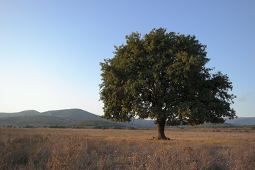 lonely oak at sunset in the field