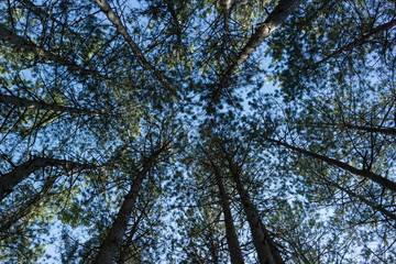 pine forest, bottom view up