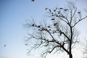 Tree silhouette full of pigeons near Charles bridge in Prague