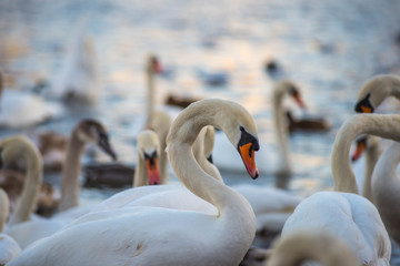 Obraz premium Group of swans during sunset near Charles bridge in Prague, Czech Republic