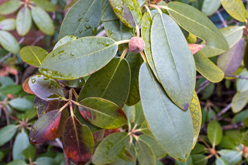 Plant with large leaves covered with raindrops
